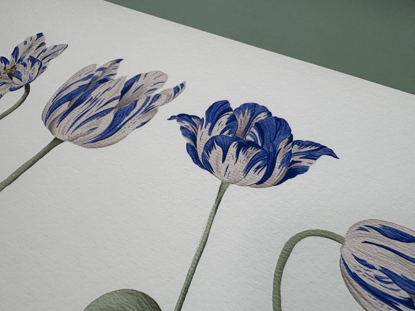 Tulip Azul Fine Art Print