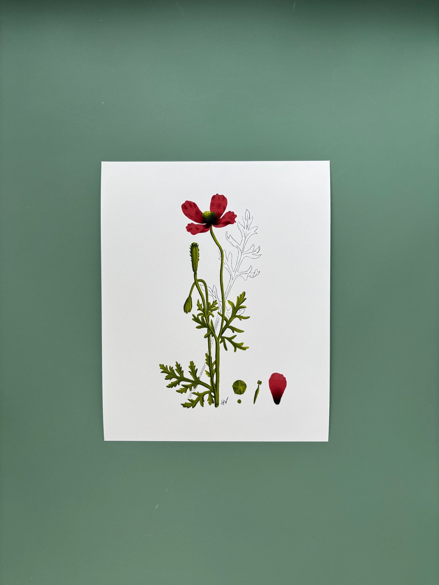 Botanical Study of Poppy Fine Art Print