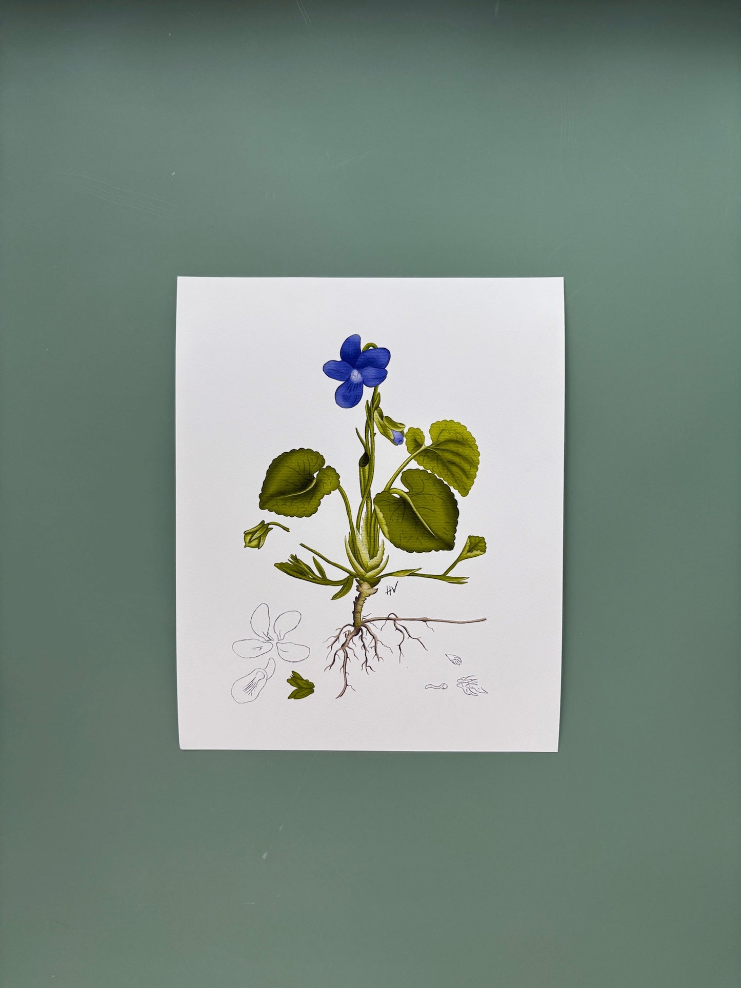 Botanical Study of Viola Fine Art Print