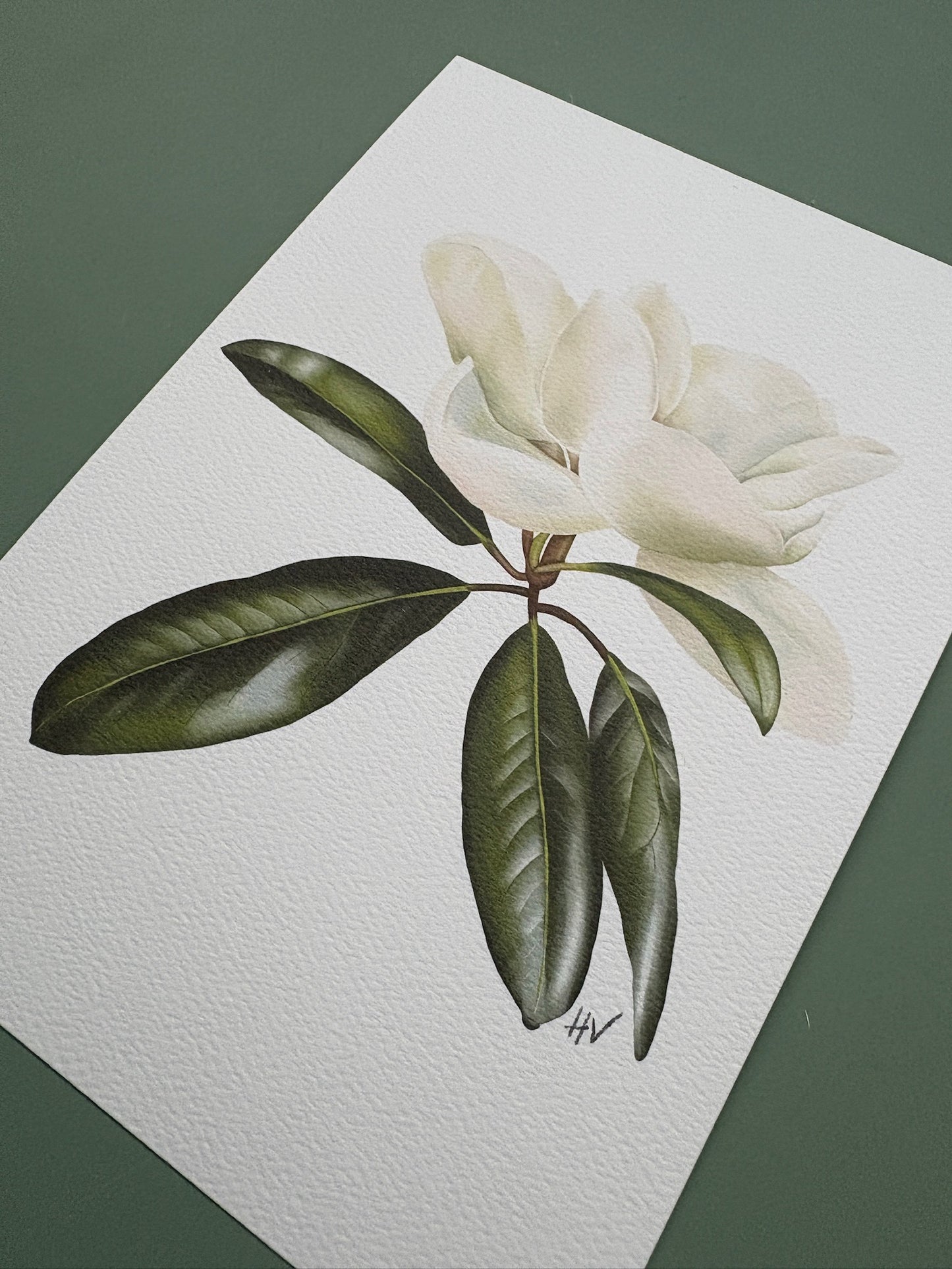 Magnolia Fine Art Print