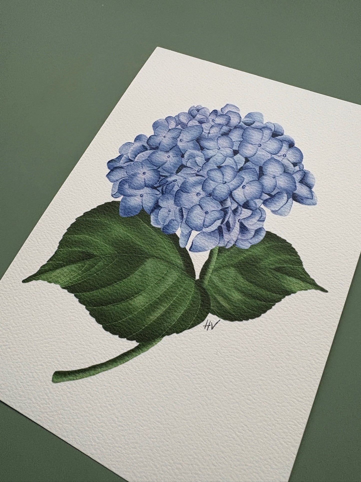Hydrangea Fine Art Print