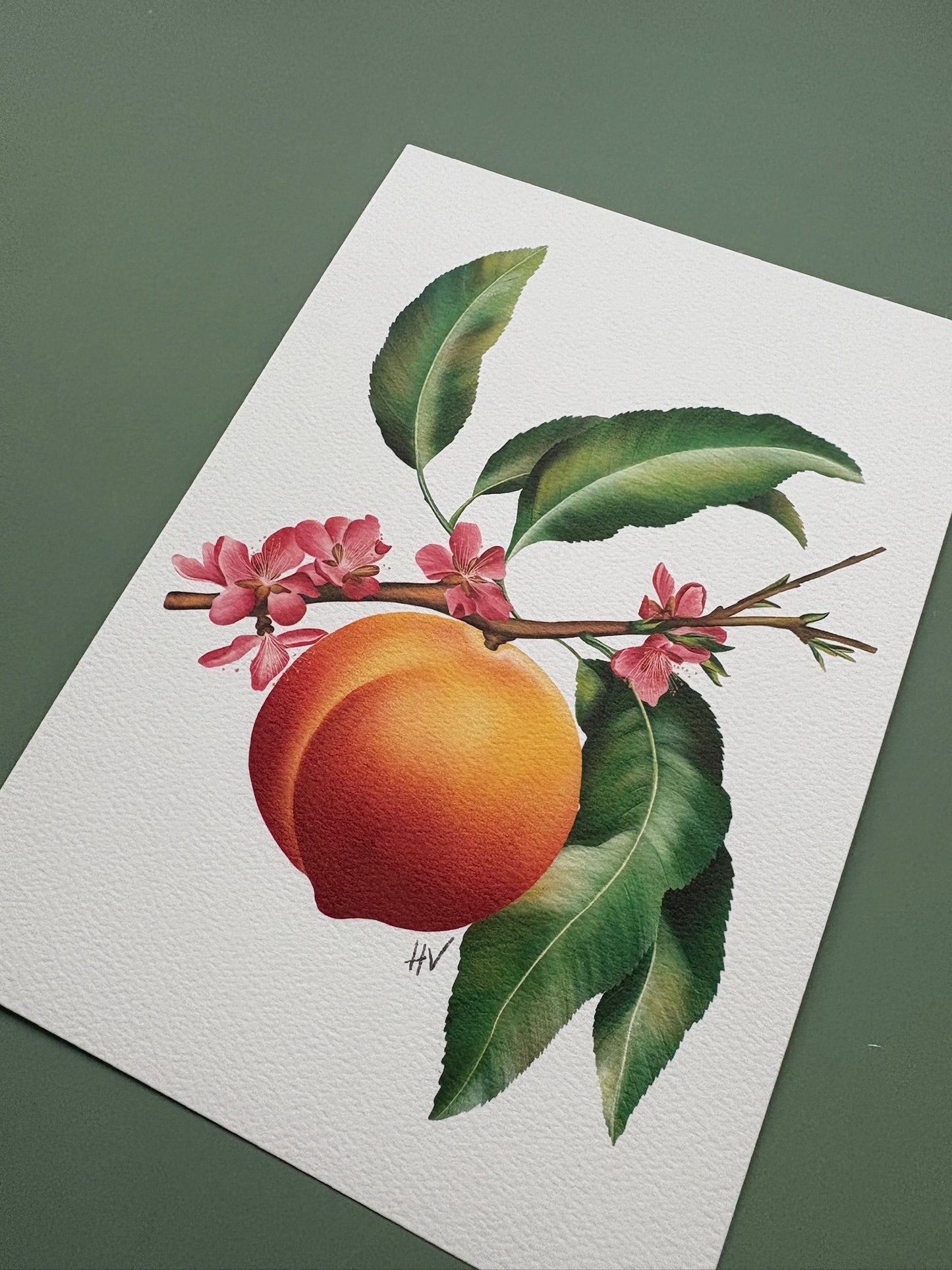 Peach Fine Art Print