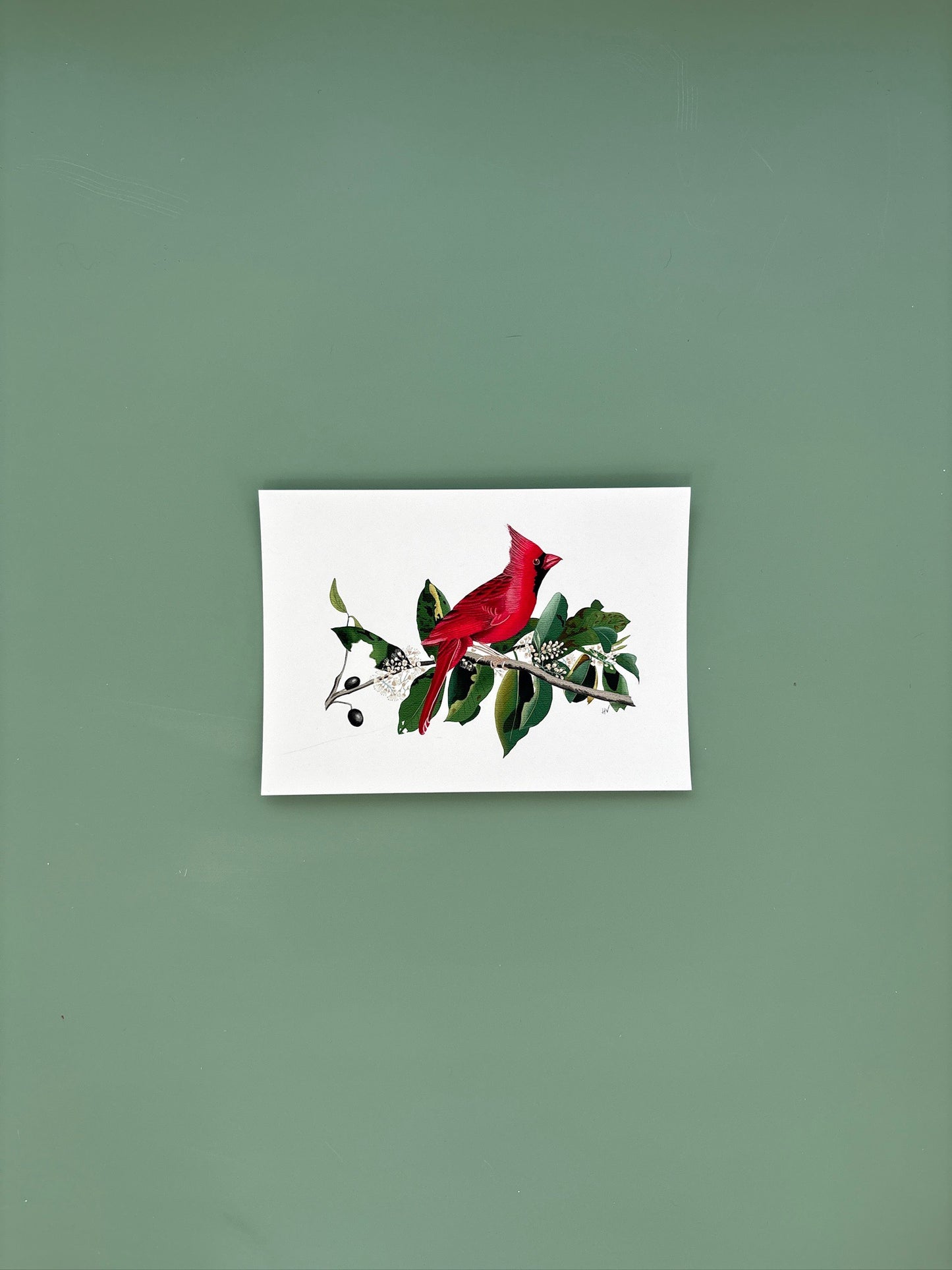 Cardinal Fine Art Print