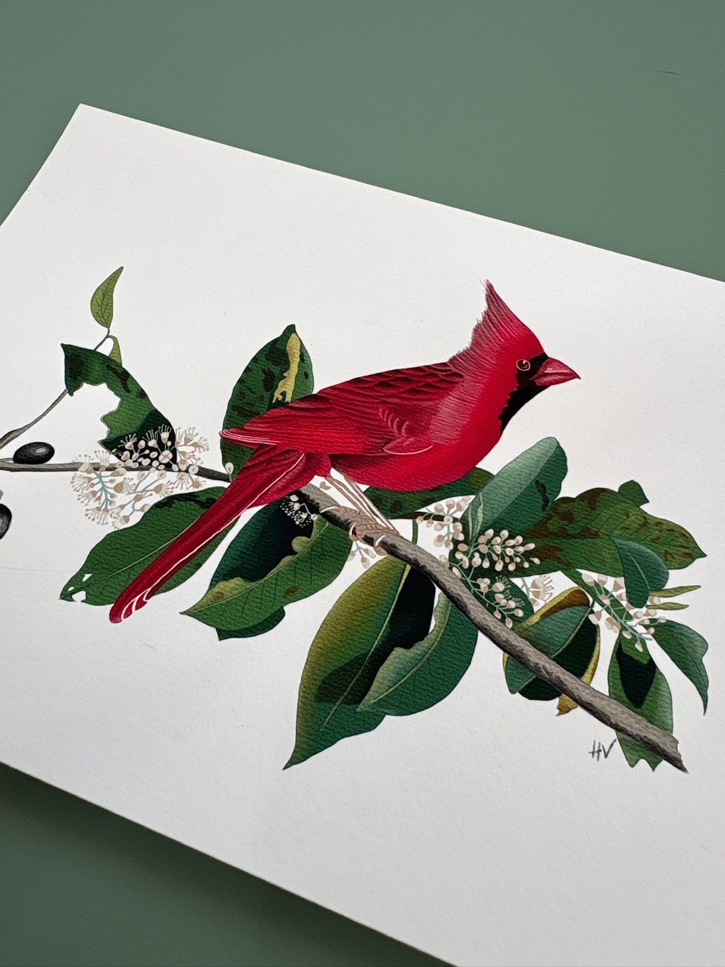 Cardinal Fine Art Print