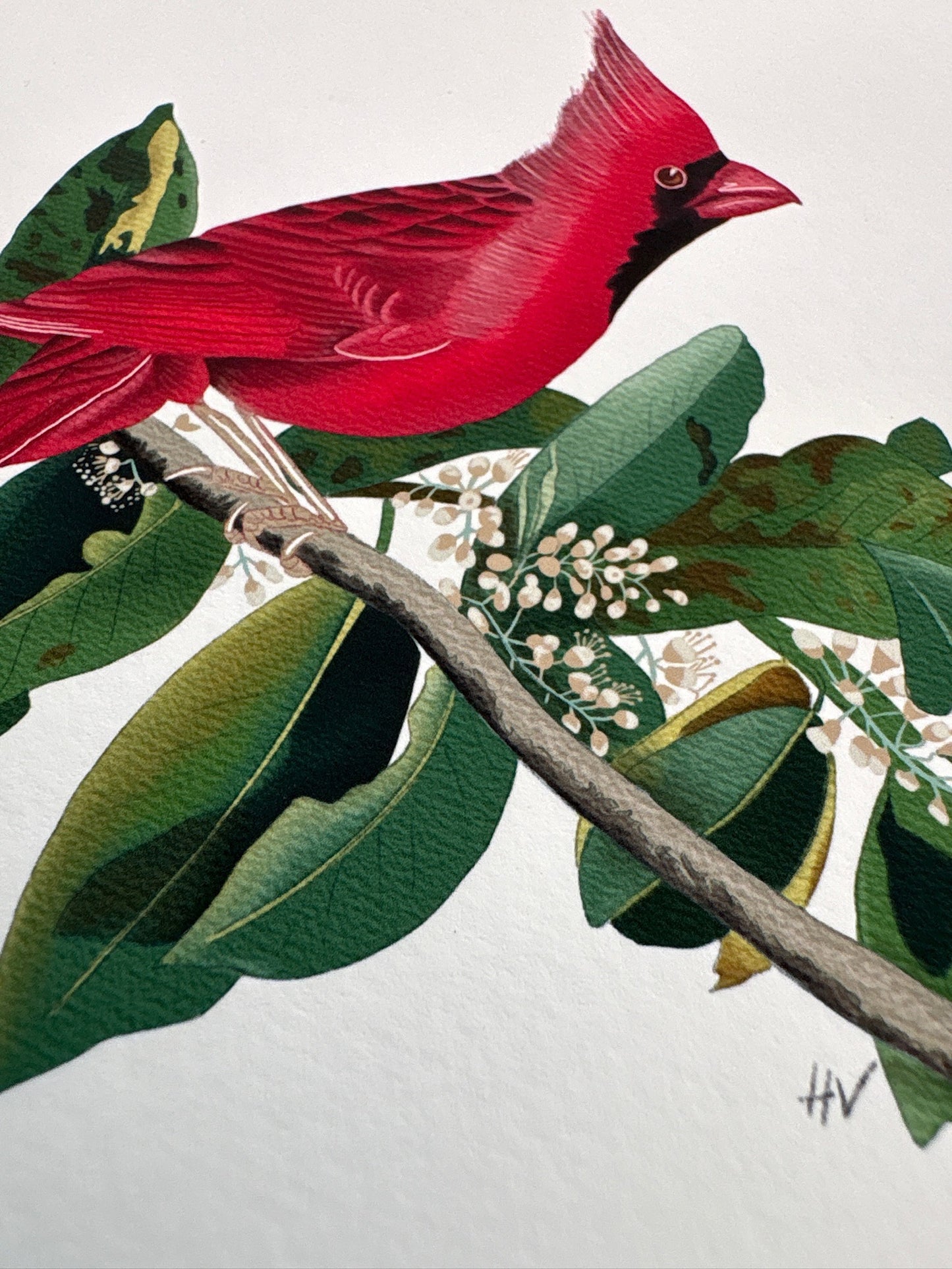 Cardinal Fine Art Print