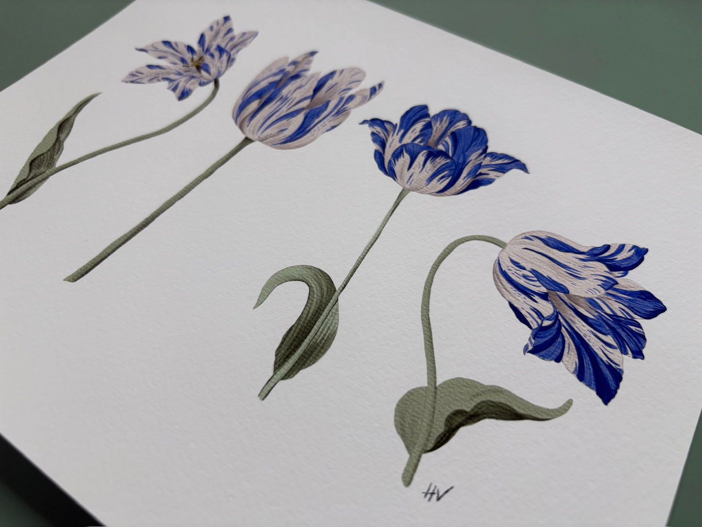 Tulip Azul Fine Art Print