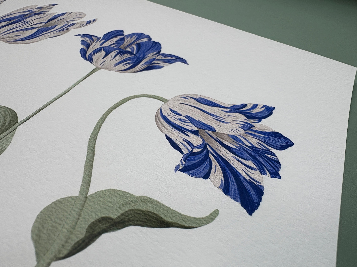 Tulip Azul Fine Art Print