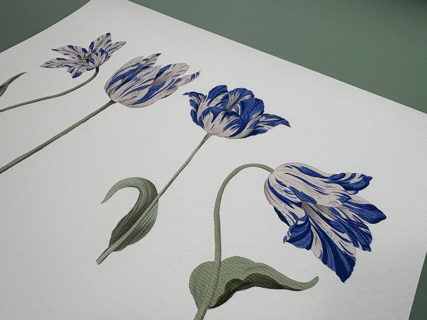 Tulip Azul Fine Art Print