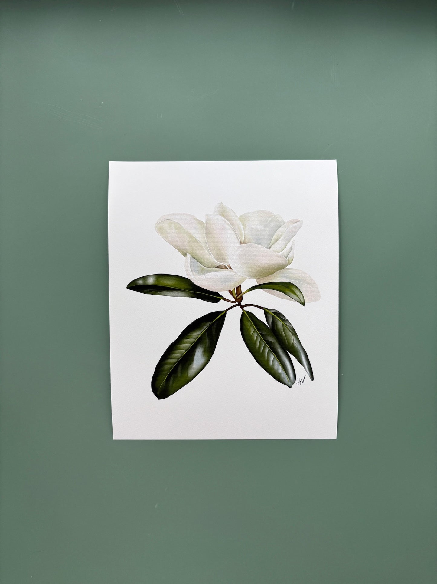Magnolia Fine Art Print