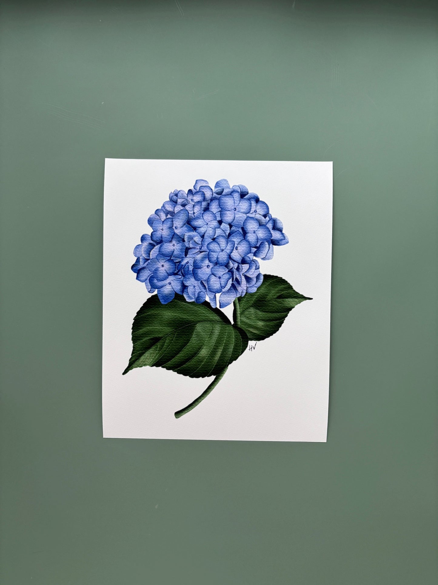 Hydrangea Fine Art Print