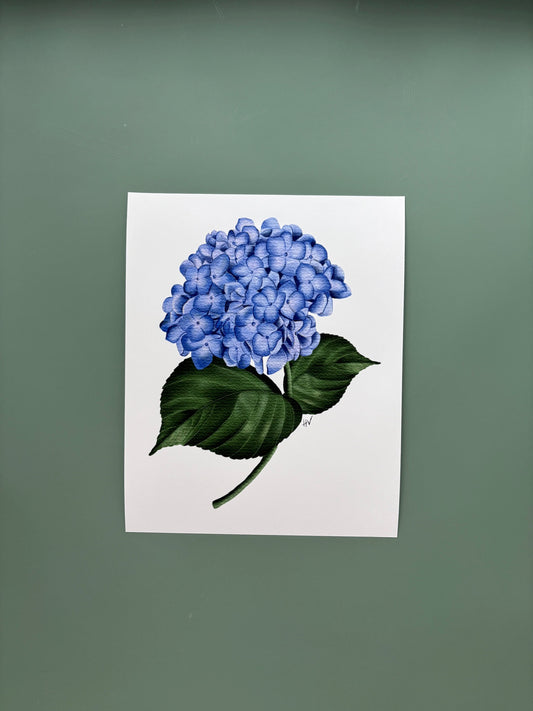 Hydrangea Fine Art Print