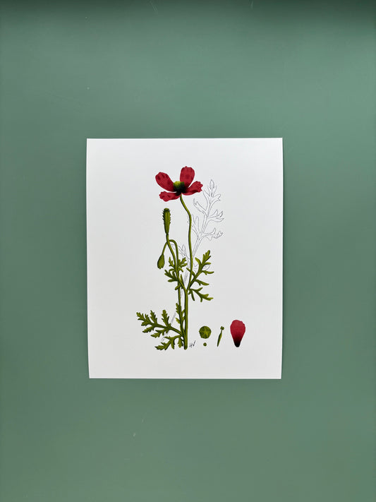 Botanical Study of Poppy Fine Art Print