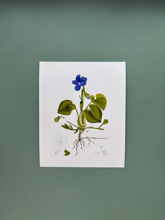 Botanical Study of Viola Fine Art Print