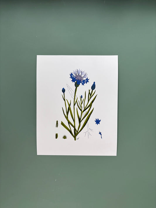 Botanical Study of Cornflower Fine Art Print