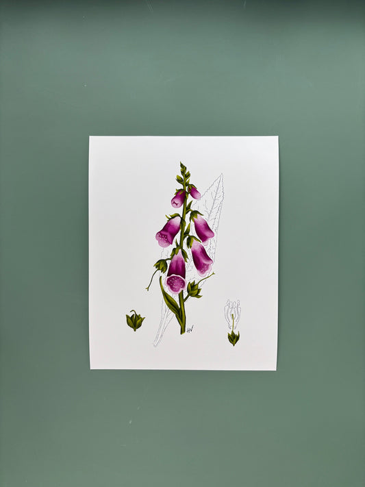 Botanical Study of Foxglove Fine Art Print