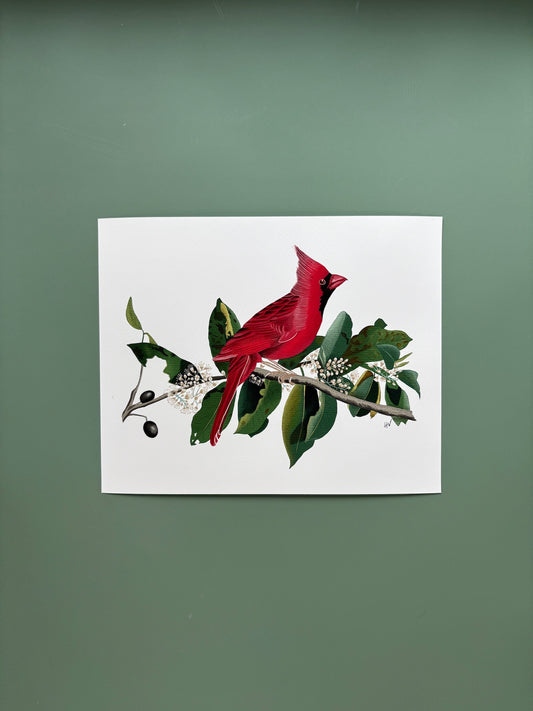 Cardinal Fine Art Print