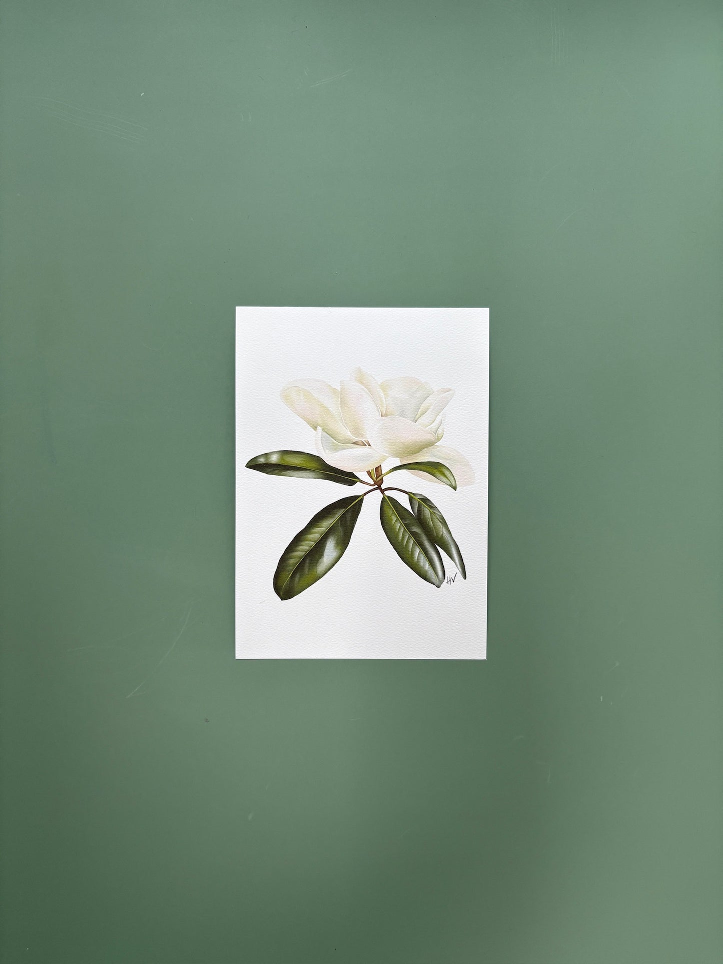Magnolia Fine Art Print
