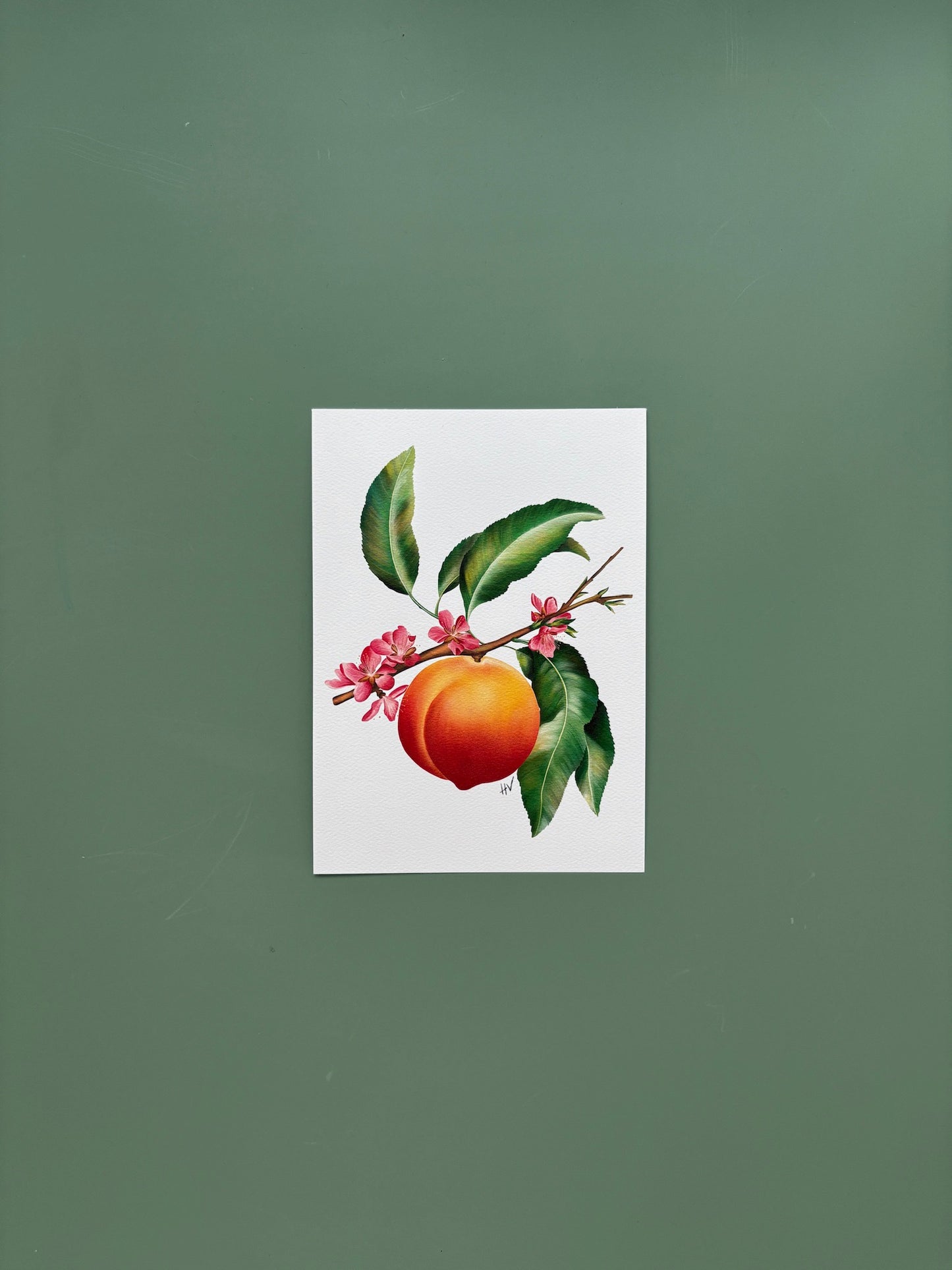 Peach Fine Art Print