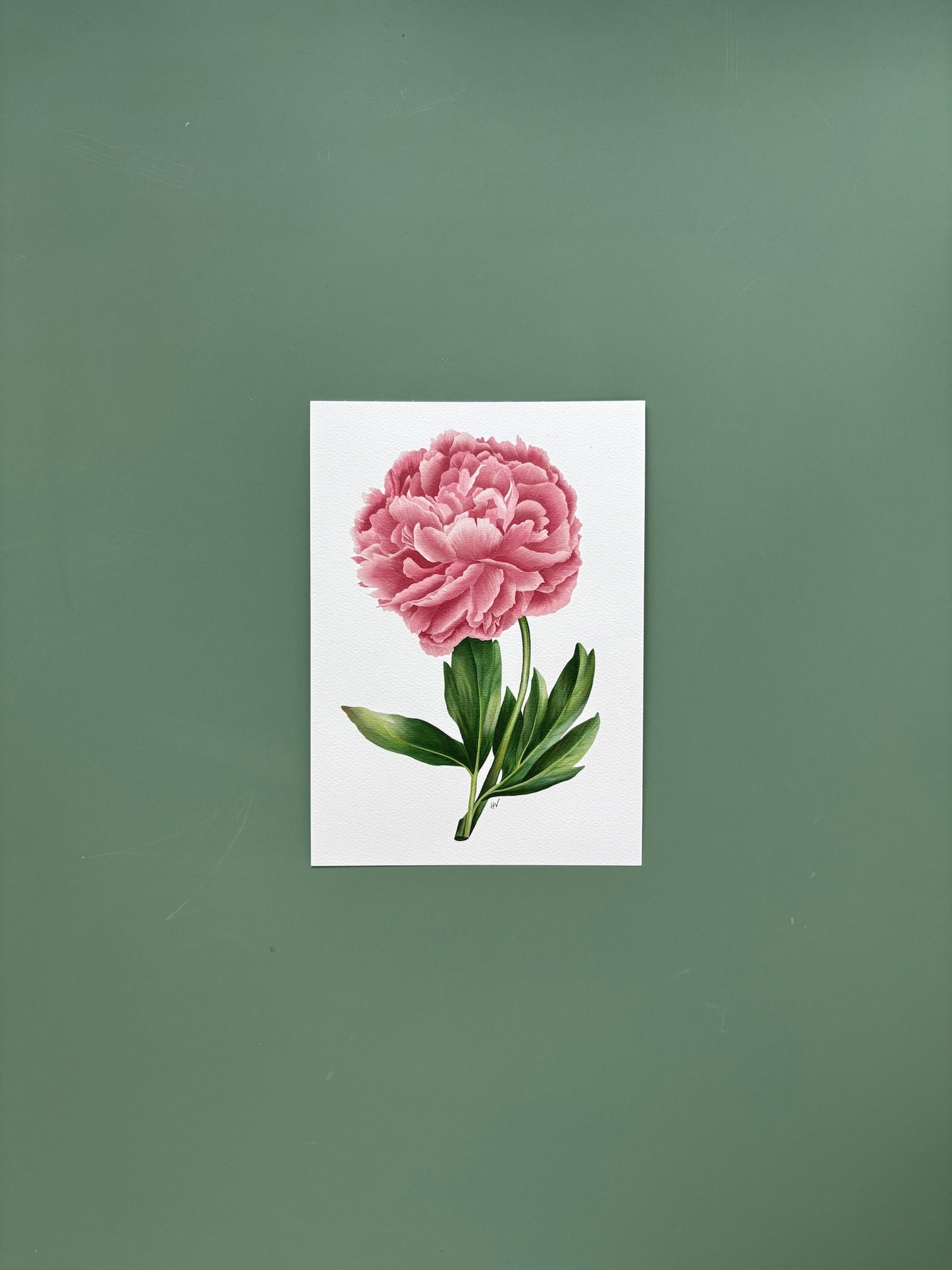 Peony Fine Art Print