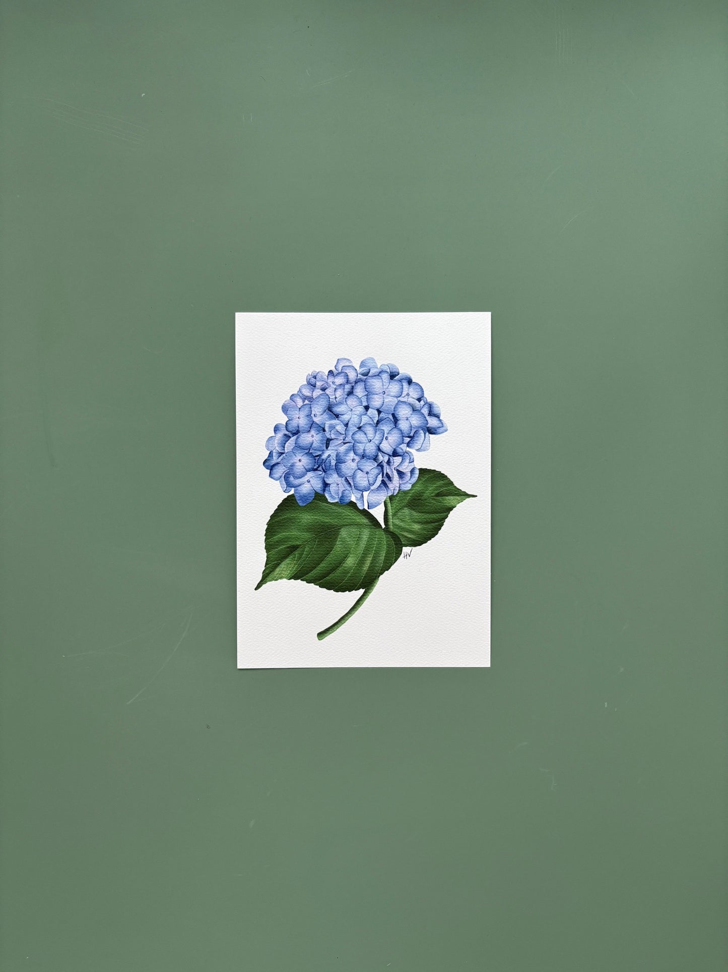 Hydrangea Fine Art Print