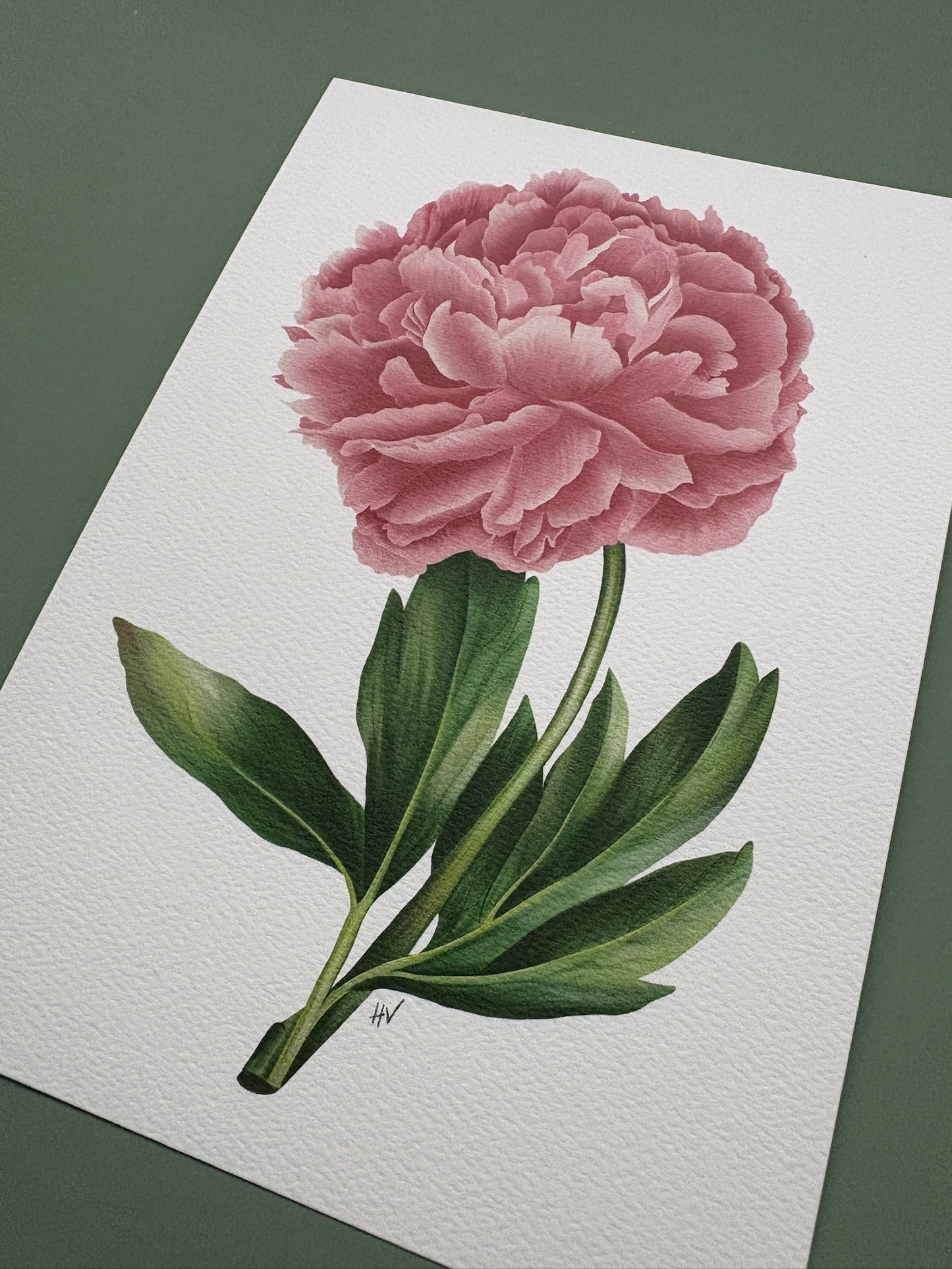 Peony Fine Art Print