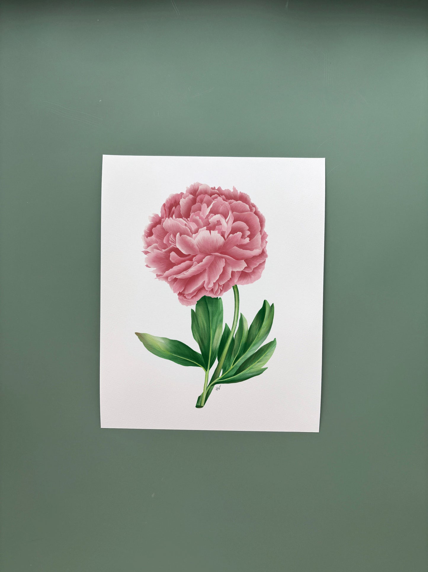 Peony Fine Art Print