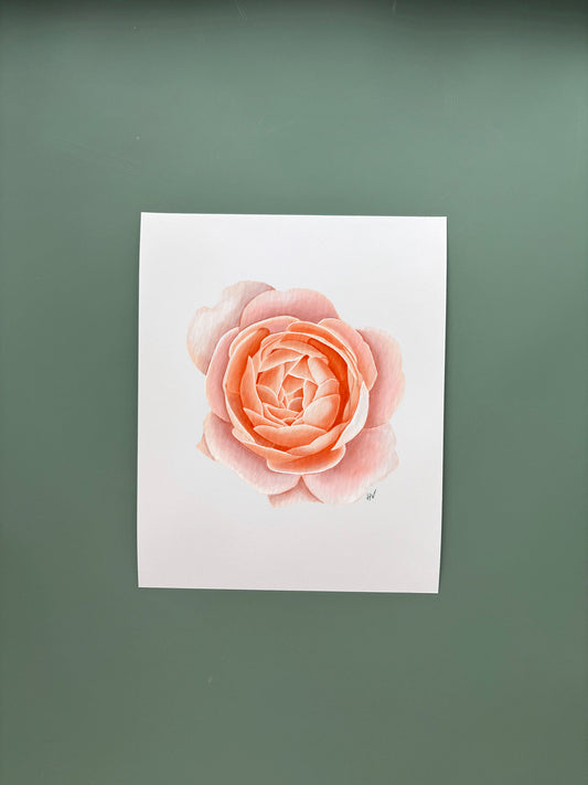 Rose Fine Art Print